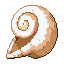 Lantern Shell